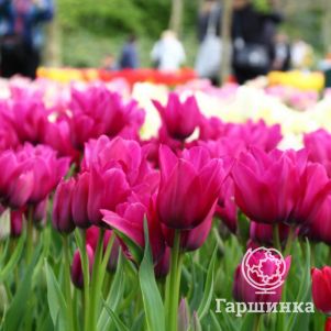 Тюльпан Найт Клаб многоцветковый 5шт - фото 1