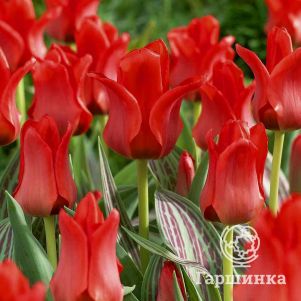 

Тюльпан Мирамаре 5шт