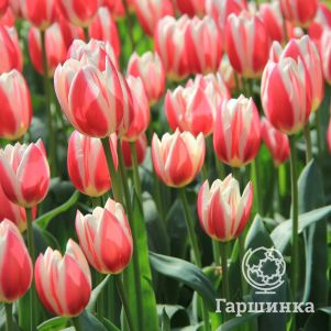 

Тюльпан Кэнди Эпл Дилайт 5 шт