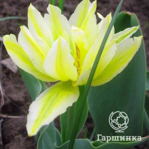 

Тюльпан Монте Свит махровый 5 шт