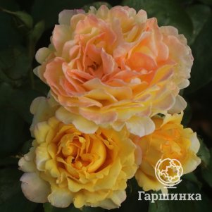 Роза Надя Зеруали, Фено Гено