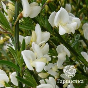 

Ракитник Альбус