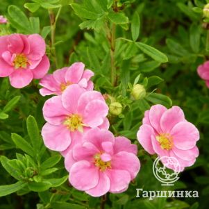 

Лапчатка кустарниковая Лавли Пинк