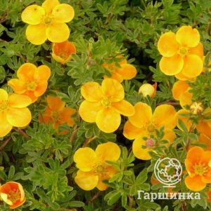 

Лапчатка кустарниковая Танжерин