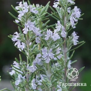 

Розмарин Мисс Джессопс Апрайт