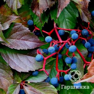Девичий виноград Миррорум - фото 1