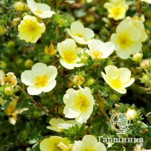 

Лапчатка кустарниковая Катерина Дайкс