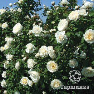

Роза Вайт Климбер