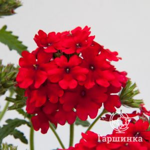 

Вербена Блю Дак Ред