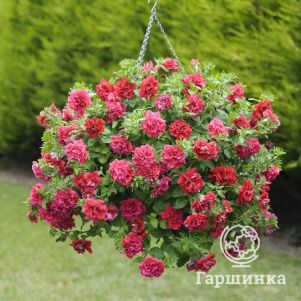 

Петуния вегетативная Тумбелина Инга