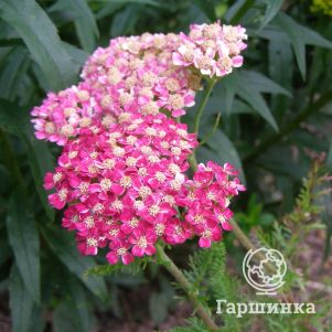 

Тысячелистник Десерт Эве Дип Роуз