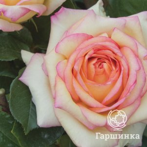 

Роза Анна Молинари, Барни