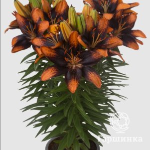 

Лилия Тренди Лас Палмас азиатская низкорослая