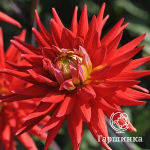 

Георгина Карма Ред Корона кактусовидная