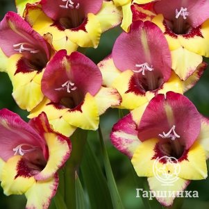 Гладиолус Васто 3 шт