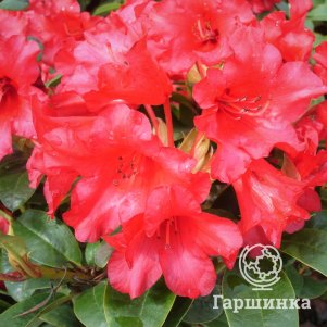 

Рододендрон карликовый Бенгален