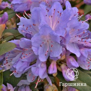 

Рододендрон карликовый Блю Тит Мейджор