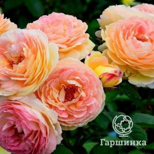 Роза Розоман Жанон кустарниковая