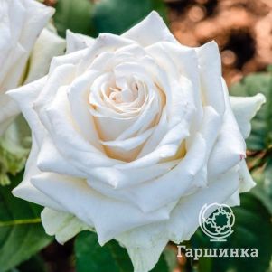 Роза Доломити чайно-гибридная, Imperial Rose