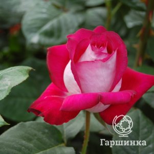 

Роза Моника Белуччи чайно-гибридная, Imperial Rose