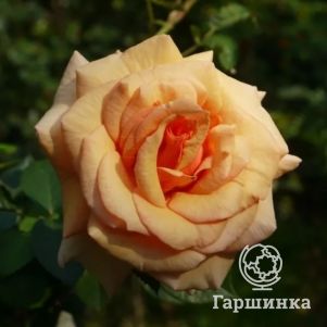 Роза Пако Рабан чайно-гибридная