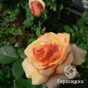 Роза Пако Рабан чайно-гибридная, Imperial Rose