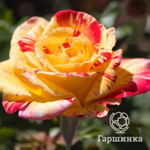 Роза Камиль Писсаро флорибунда, Империал Роуз