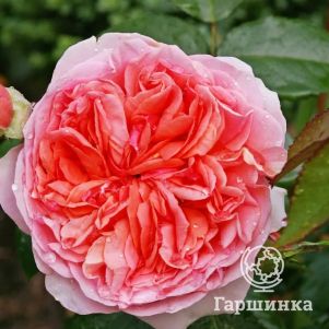 Роза Колет флорибунда