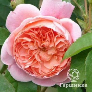 

Роза Колет флорибунда, Imperial Rose