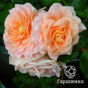 Роза Концерто 94 флорибунда - фото 1