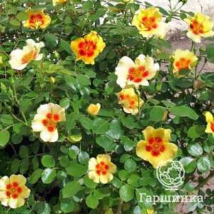 

Роза Ай оф зе Тайгер флорибунда, Imperial Rose