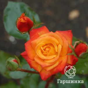 Роза Мамбо флорибунда