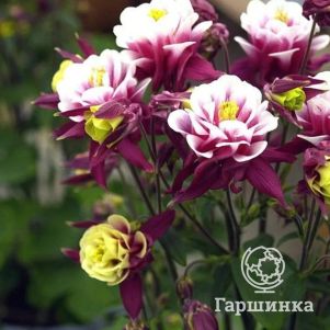 

Аквилегия Винки Дубль Роуз Вайт