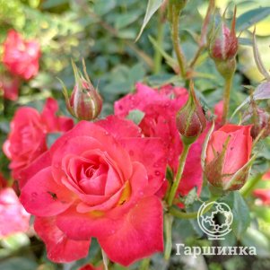 

Роза Оранж Фейри