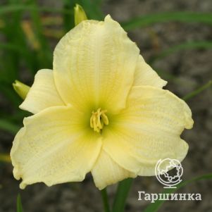 

Лилейник Момент оф Труф