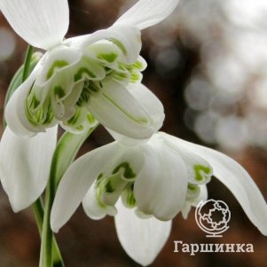 

Подснежник Флоре Плено 10 шт