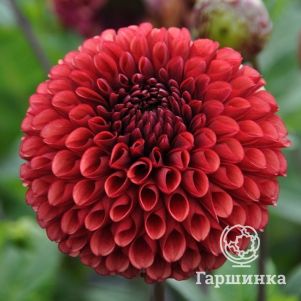 

Георгина Коппербой шаровидная