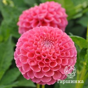 

Георгина Джовей Фрамбо