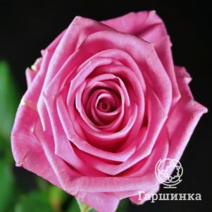 

Роза Аква, Питомник роз