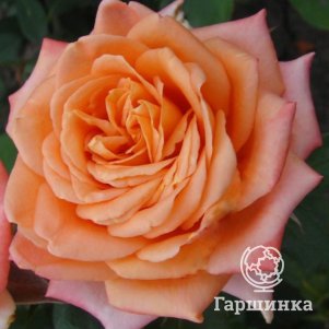 

Роза Элдорадо, Питомник роз