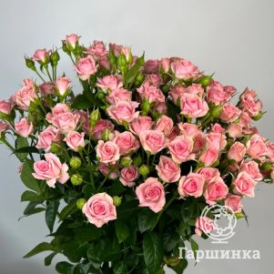 

Роза Грация, Питомник роз