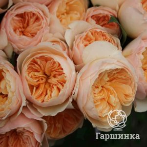 

Роза Джульетта, Питомник роз