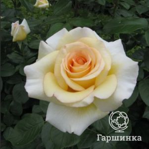 

Роза Ла Перла, Питомник роз
