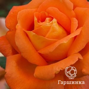 

Роза Луи Де Фюнес, Питомник роз