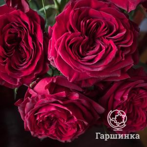 

Роза Майра Ред