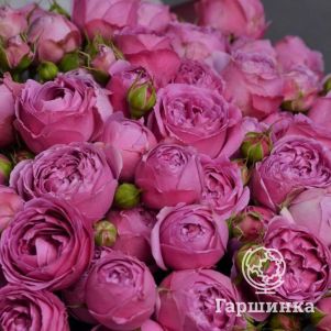 

Роза Мисти Баблз, Питомник роз