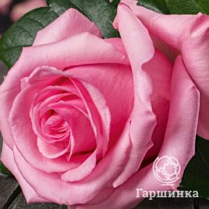 

Роза Опала, Питомник роз
