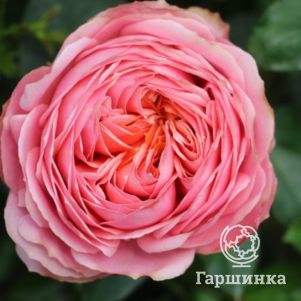 Роза Романтик Антик - фото 1