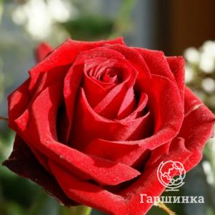 

Роза Самурай, Питомник роз