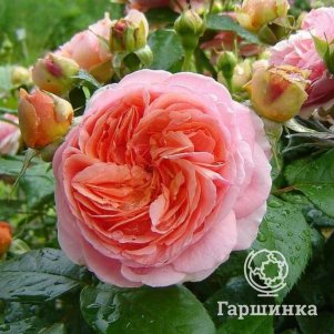 

Роза Чиппендейл, Питомник роз